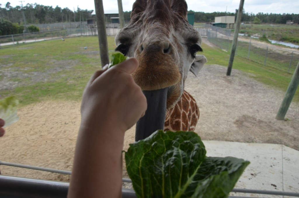 Eddie Stephens' favorite local attraction; the Giraffe Tower at Lion Country Safari.