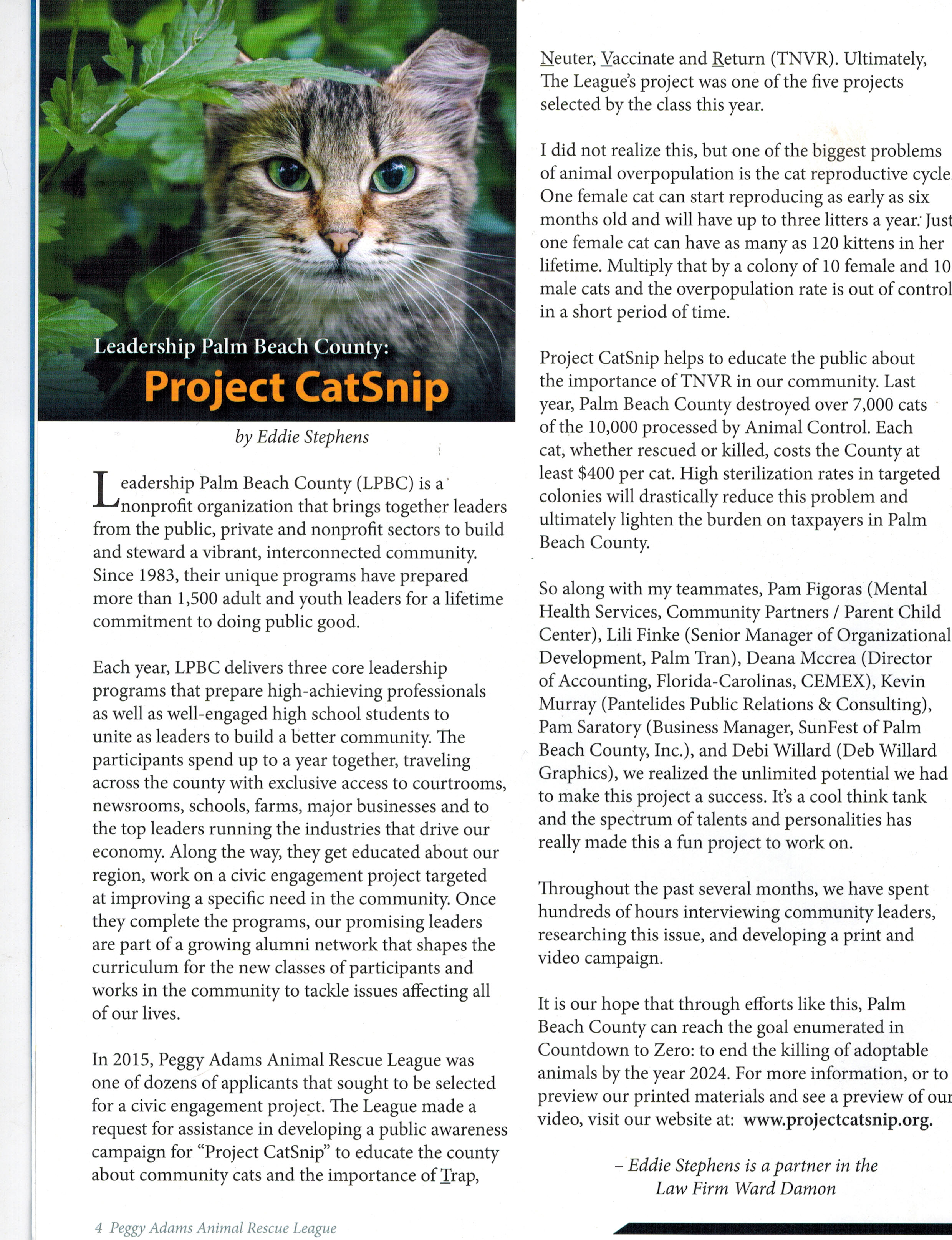catsnip-article-jpg
